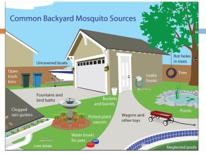 There are various locations in the typical backyard that can serve as a breeding ground for mosquitoes. (Texas A&M AgriLife Extension Service graphic)