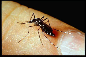 The Aedes aegypti mosquito has been identified as the primary vector for transmission of the Zika virus. (Texas A&M AgriLife Extension Service photo)