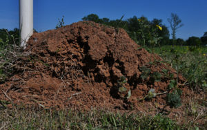 A ‘dead’ fire ant mound along a fence line in rural East Texas. (Texas A&M AgriLife Extension Service photo by Adam Russell)