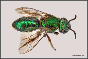 sweat bee