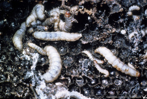 wax moth larvae destroying comb