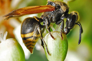 Mexican honey wasp