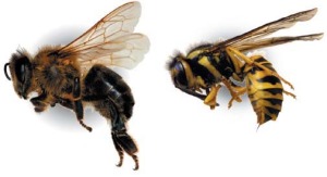 bee vs wasp