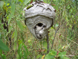 hornet nest