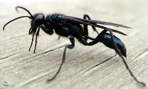 mud dauber