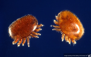 varroa mites under microscope