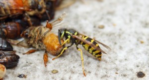 yellow jacket