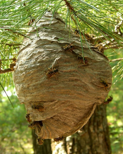 yellow jacket nest