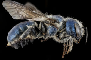 Osmia texana