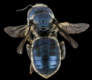 Osmia texana