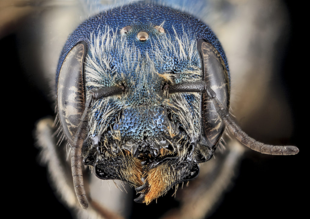 Osmia texana