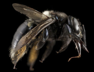 Xylocopa micans